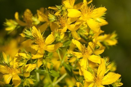 Hypericum Perforatum Extract