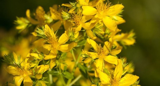 Hypericum Perforatum Extract