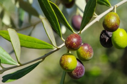Olive Extract