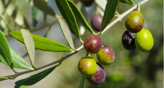 Olive Extract