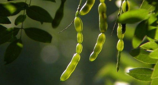 Sophora japonica Extract