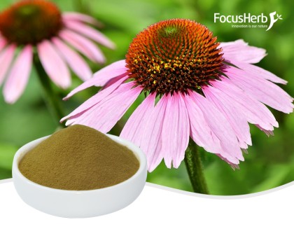 Chicory Acid