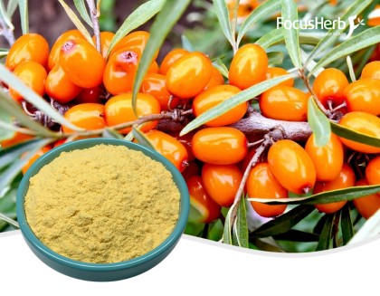 Organic Sea Buckthorn Powder