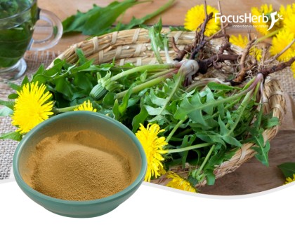 Organic Dandelion Powder