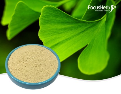 Organic Ginkgo Biloba Leaf Powder