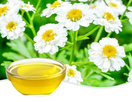 Pyrethrum