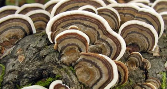Turkey Tail Mushroom Extact