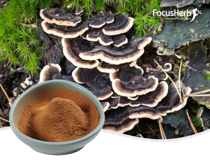 Turkey Tail Mushroom Extact