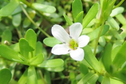 Bacopa Monnieri Extract