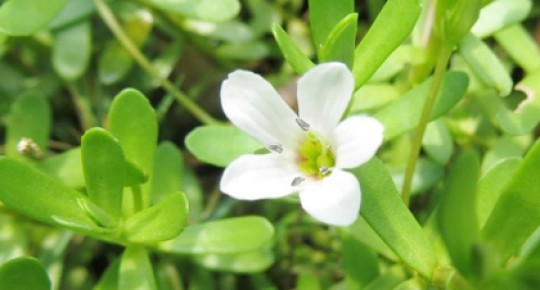 Bacopa Monnieri Extract