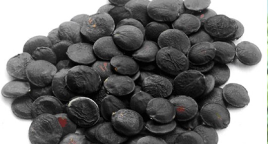 Griffonia Seed Extract