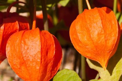 Ashwagandha Extract
