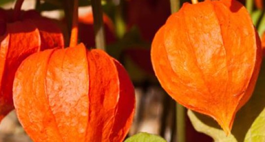 Ashwagandha Extract