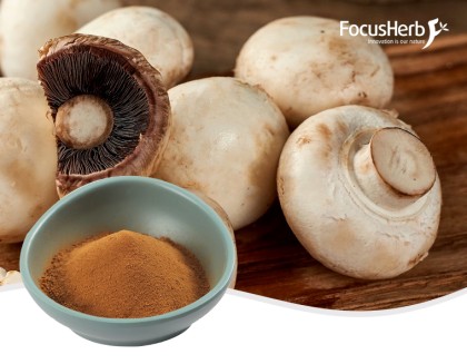 Agaricus Bisporus Extract