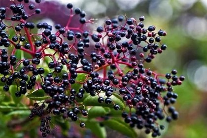 Elderberry Extract