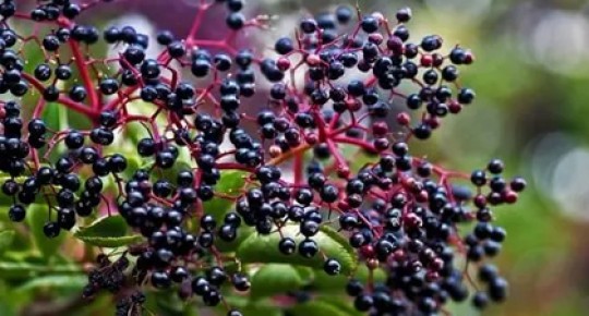 Elderberry Extract