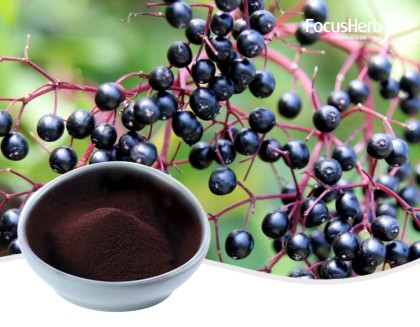 Elderberry Extract