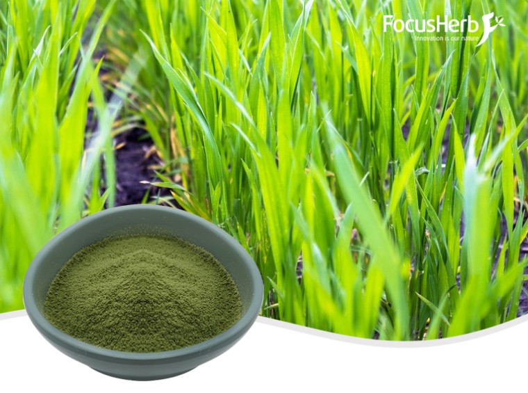 Organic Barley Grass Powder