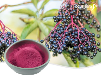 Organic Elderberry Powder