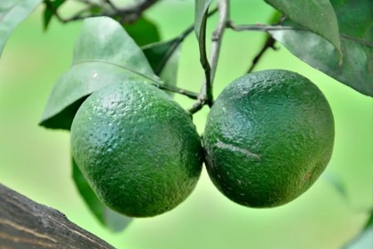 Citrus Aurantium Extract