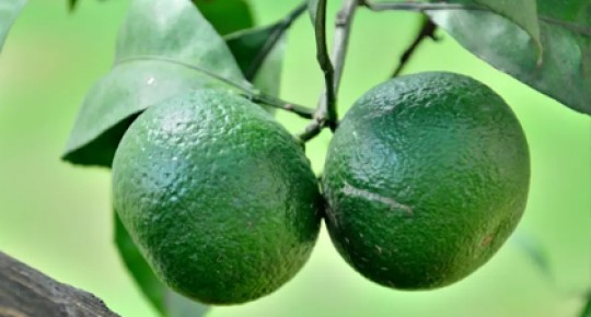 Citrus Aurantium Extract