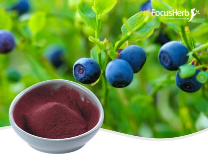 Bilberry Extract