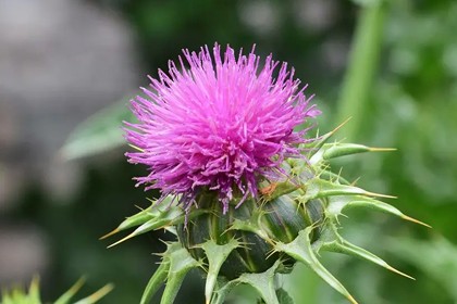 Milk Thistle Extract