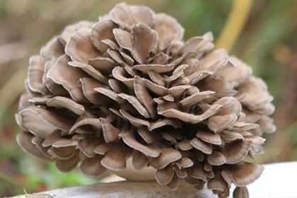 Maitake Mushroom Extact
