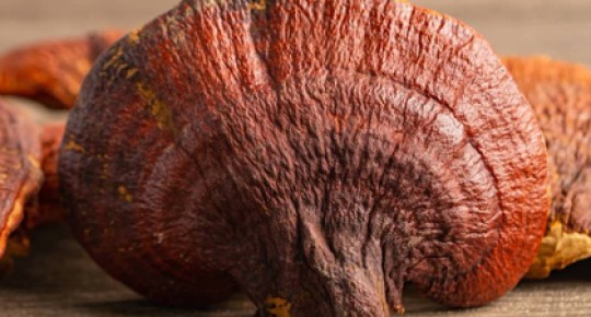 Reishi Mushroom Extract