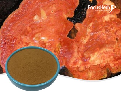 Antrodia Cinnamomea Extract