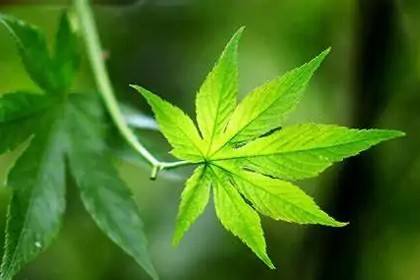 Sweet Tea Extract