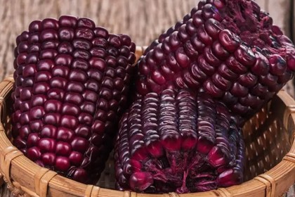 Purple Corn Extract