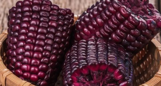 Purple Corn Extract