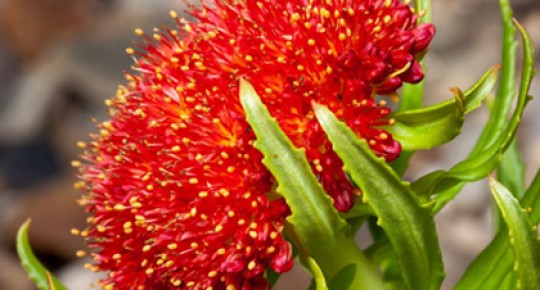 Rhodiola Rosea Extract
