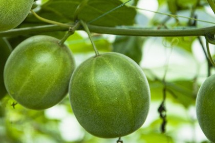Monk Fruit Extract