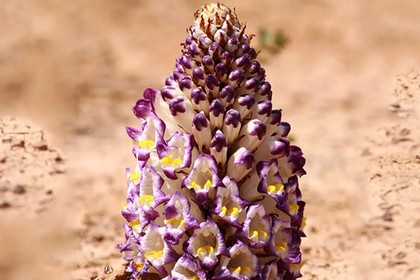 Cistanche Tubulosa Extract