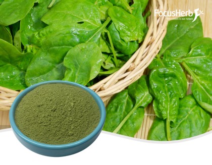 Spinach powder
