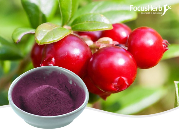 Cranberry Extract Proanthocyanidin