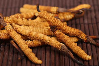 Cordyceps Extract