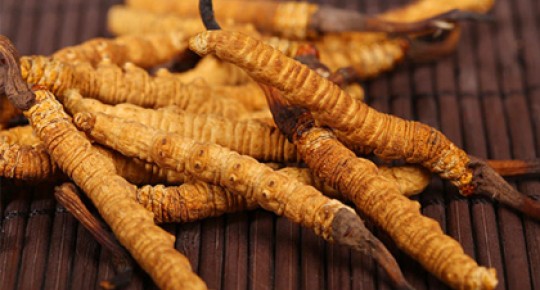 Cordyceps Extract