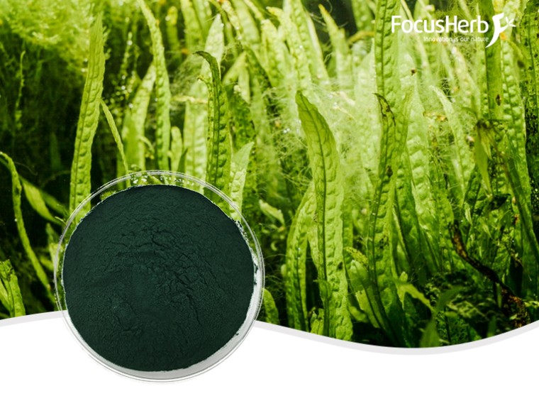 Organic Spirulina Powder