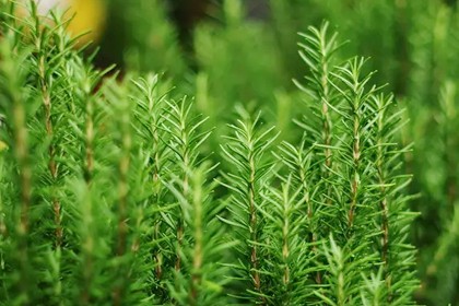 Rosemary Extract