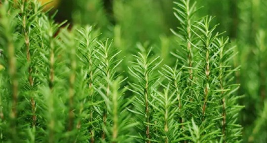 Rosemary Extract