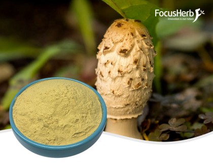 Organic Coprinus Comatus Extract