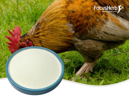 Chicken Collagen