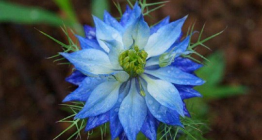 Black Seed Extract