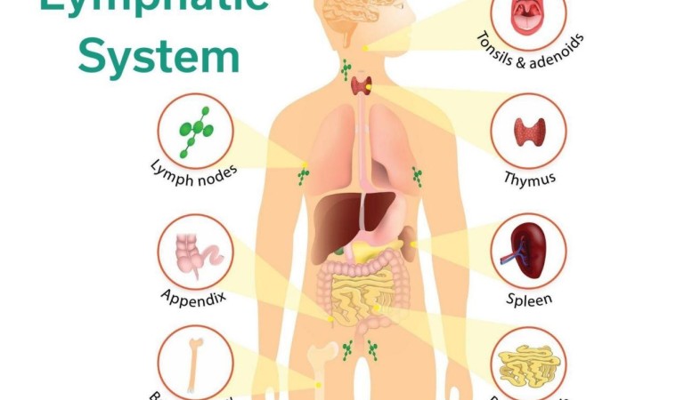 20 ways to Detox Your Lymphatic System
