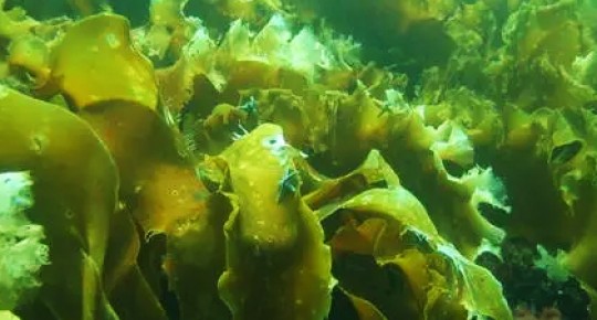 Brown Algae Extract