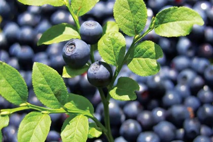 Bilberry Extract