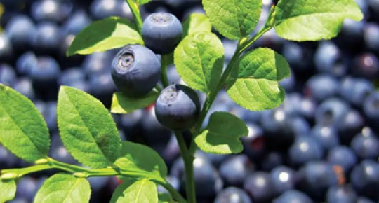Bilberry Extract